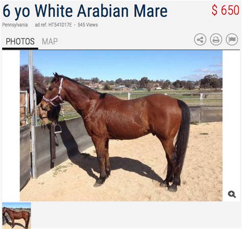 see also. . Craigslist michigan horses for sale